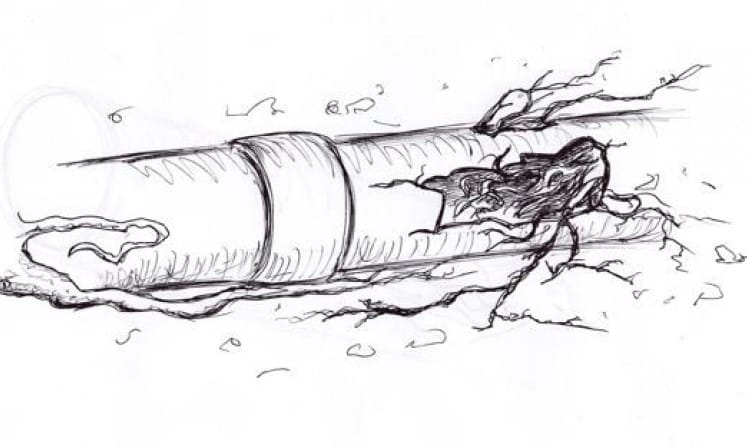 Tree roots