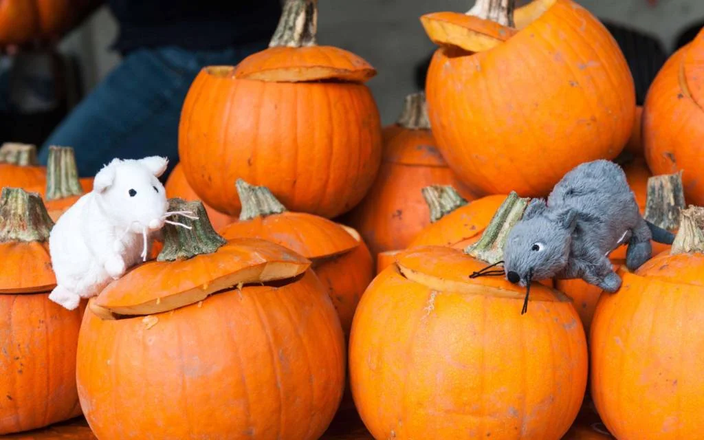 No tricks, only treats this halloween with metro rod bedford!