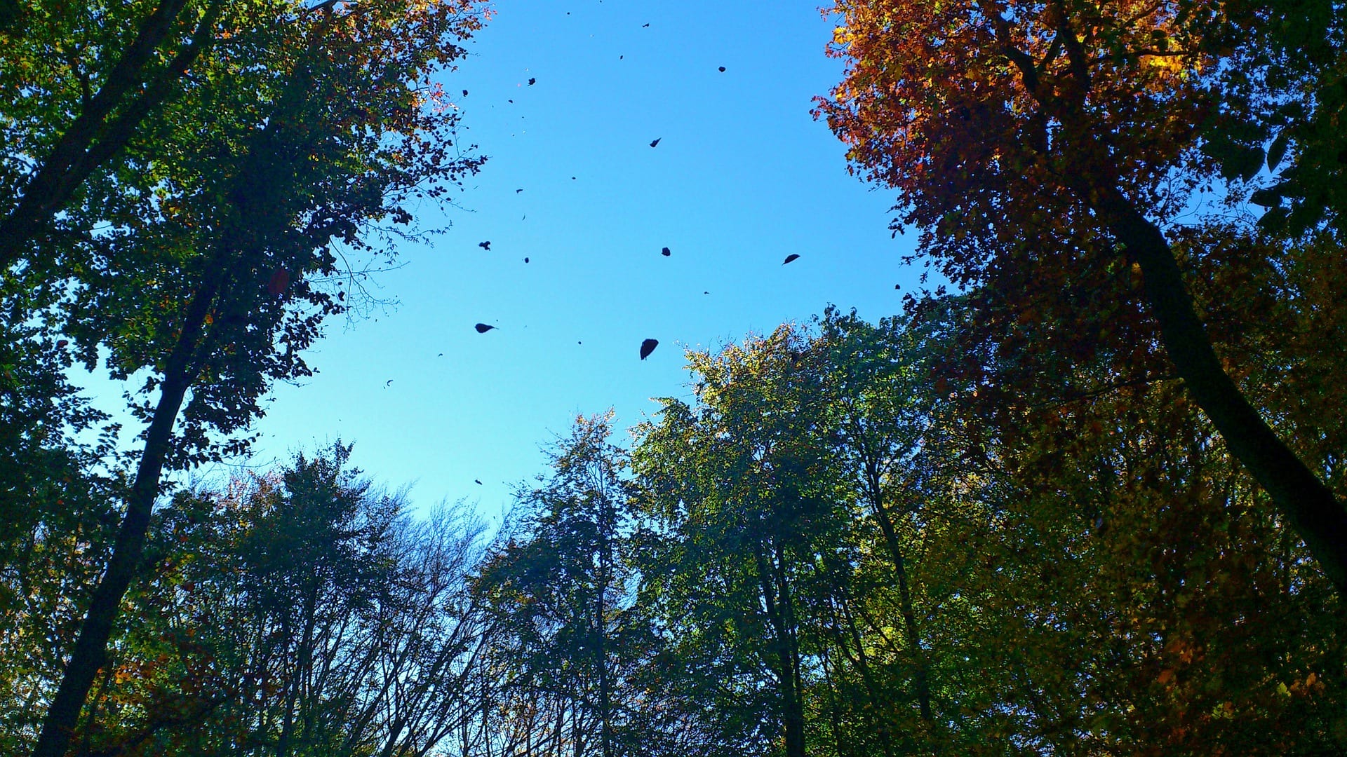 Autumn leaves and a gutter vac – metro rod bristol
