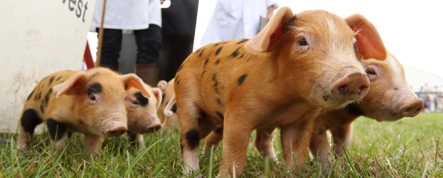 Dorset county show