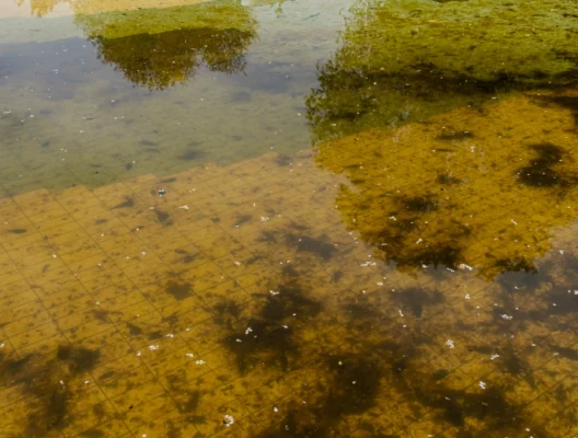 What Is Stagnant Water? Risks, Prevention & Solutions