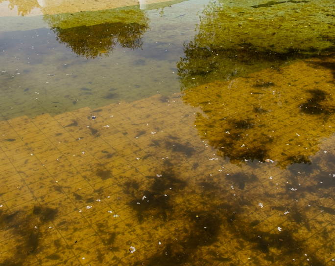 Stagnant water: everything you need to know