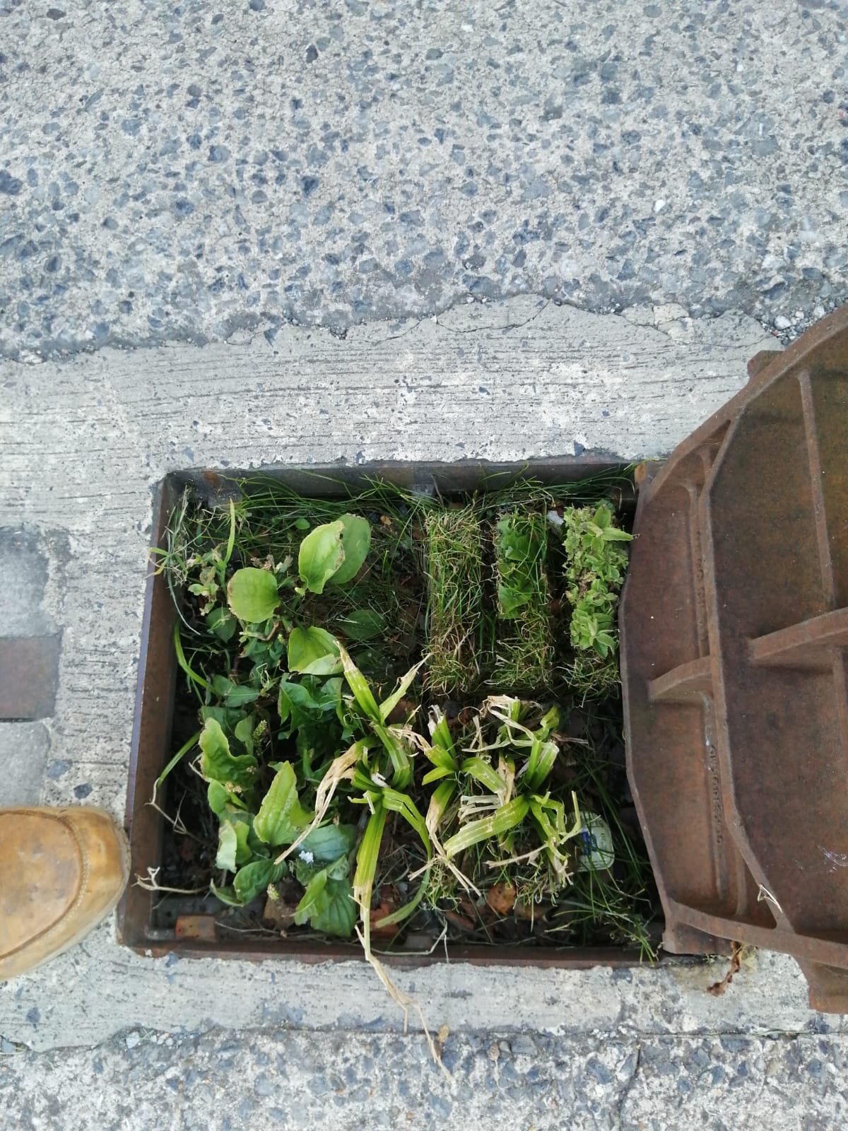 Drain gullies – maintenance and repair – metro rod swansea