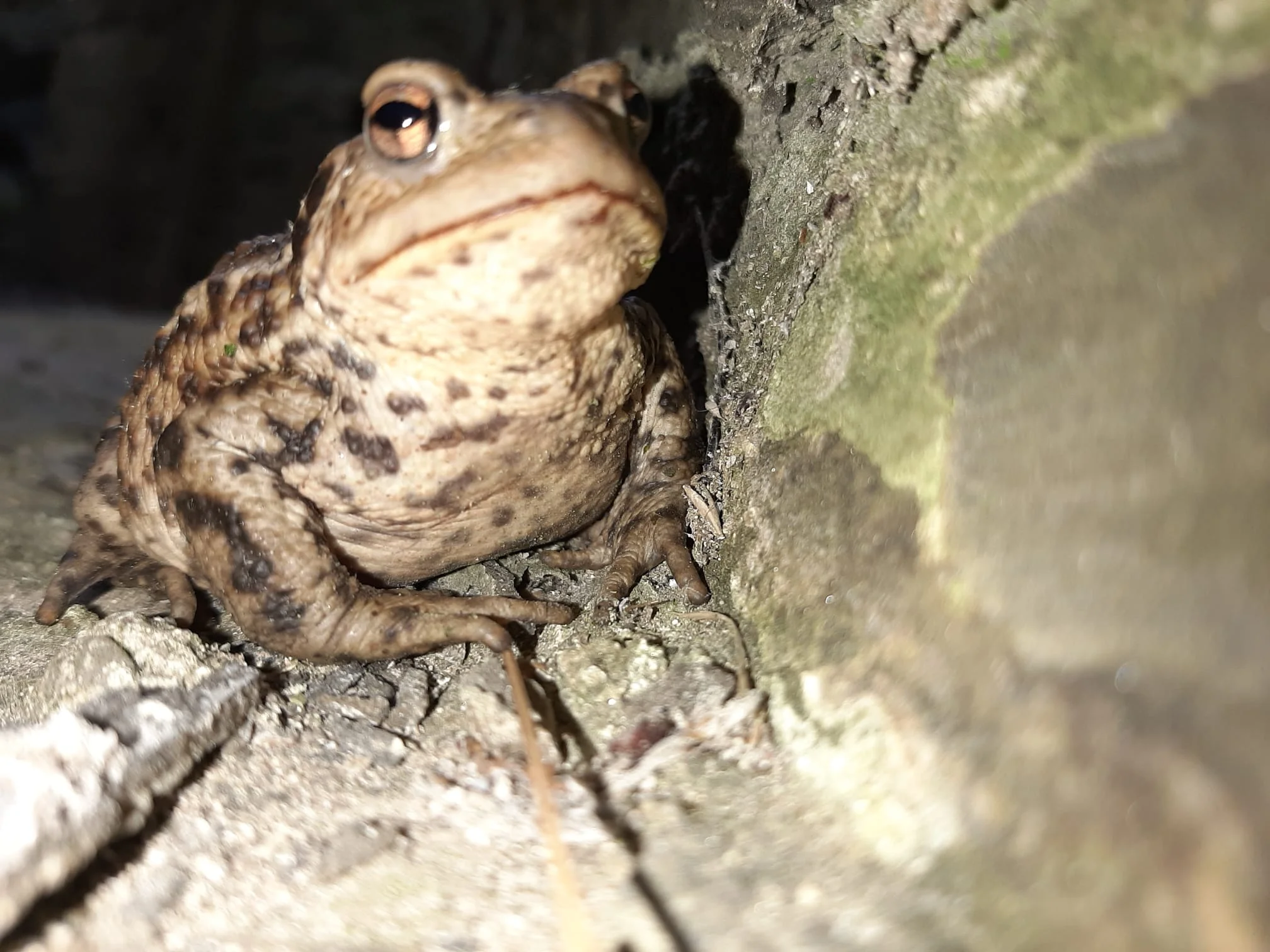 All creatures great and small – metro rod swansea