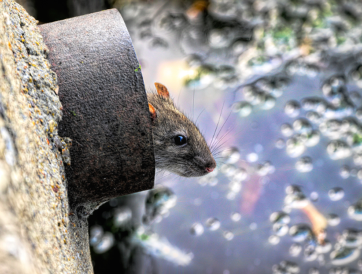 Rats In Drainpipes And Toilets: Eradication & Prevention