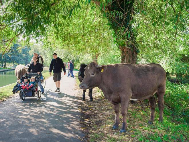 Cow On The River