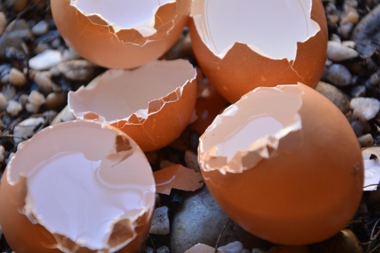 Blocked drains caused by egg shells