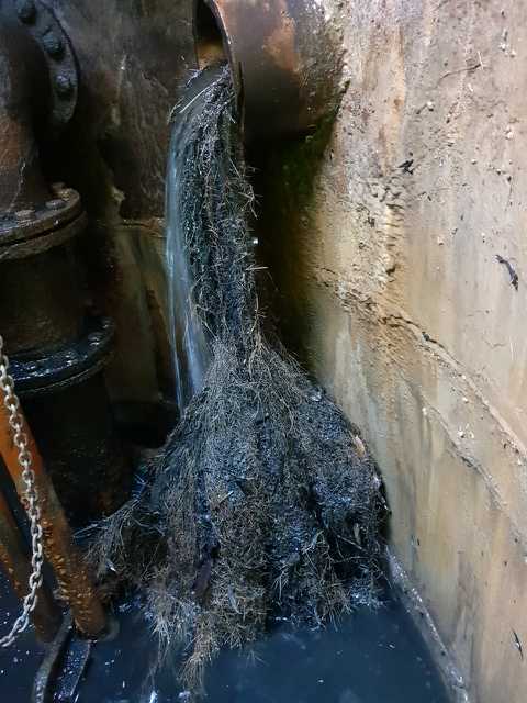 Roots through Drainage