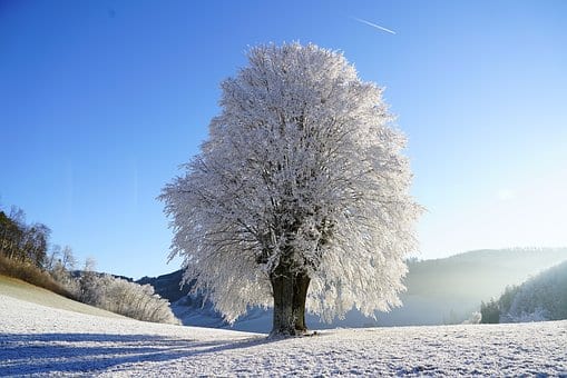 Frosty Winter Tree