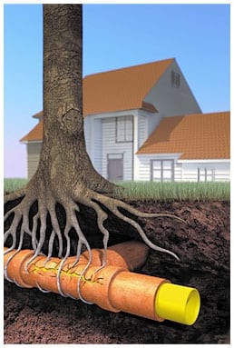 Tree Roots Can Affect Your Drains!