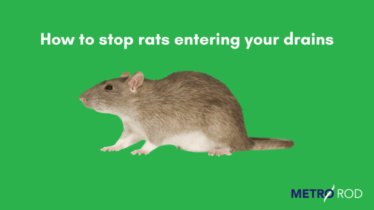 How To Stop Rats Entering Your Drains